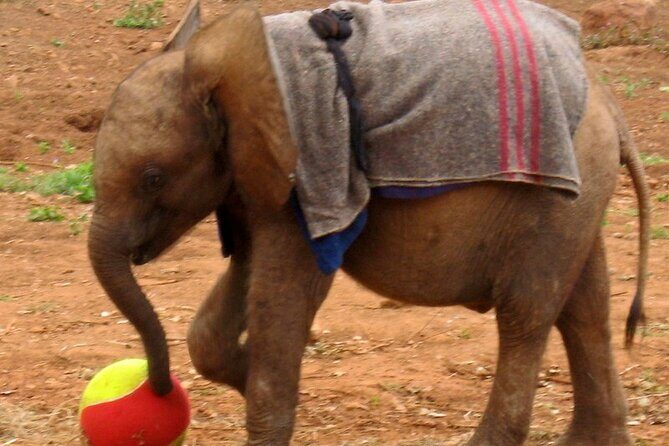 David Sheldrick Elephant Orphanage Half-Day Tour in Nairobi - A Deep Dive into the Experience