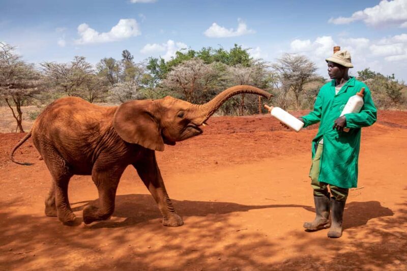 David Sheldrick Wildlife Trust Guided Tour and Tickets - Key Points