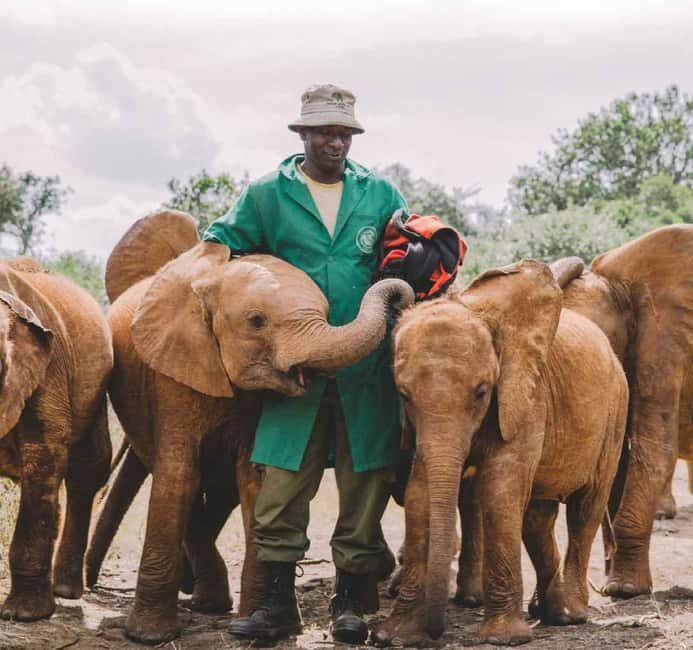 David Sheldrick Wildlife Trust Guided Tour and Tickets - An In-Depth Review of the Tour Experience