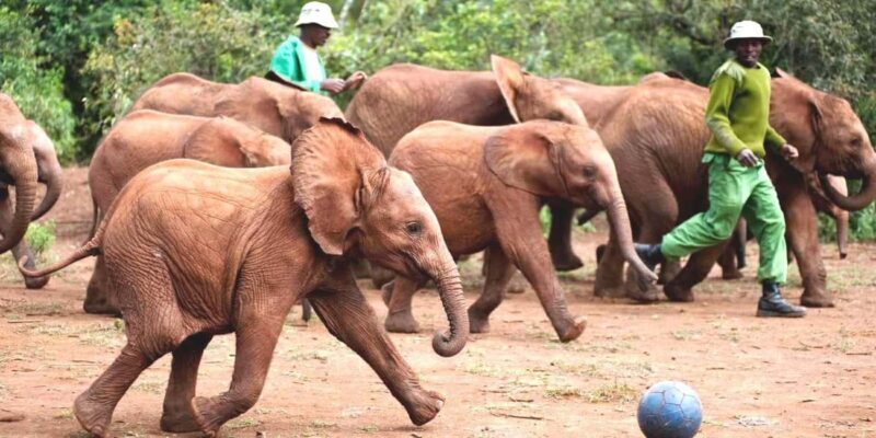 David Sheldrick Wildlife Trust Guided Tour and Tickets - The Sum Up