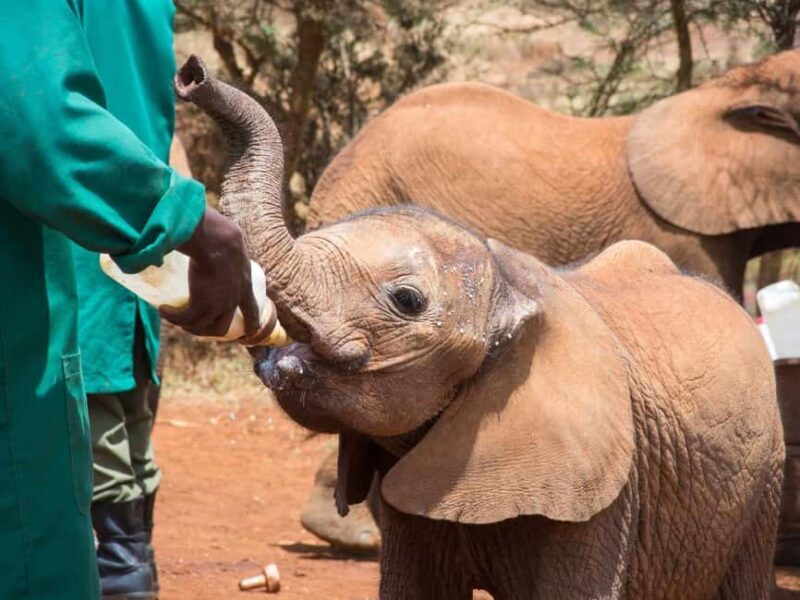 David Sheldrick Wildlife Trust Guided Tour and Tickets - FAQs
