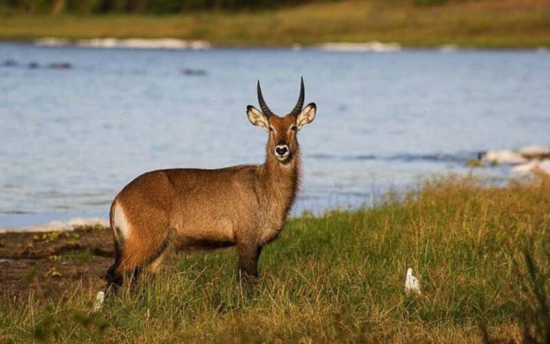 Day 3 : Game Drive and Transfer to Kigali - Introduction