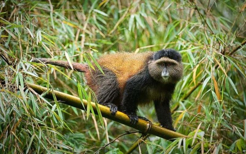 Day 3 : Game Drive and Transfer to Kigali - Key Points