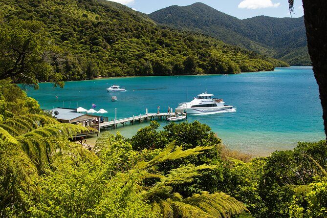 Day Cruise & Lunch at Punga Cove Resort - Introduction: An Authentic Marlborough Sounds Experience?