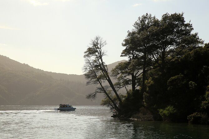 Day Cruise & Lunch at Punga Cove Resort - What You Can Expect from the Itinerary