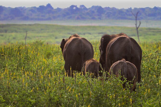 Day Excursions To Udawalawe National Park From Negombo - Key Points