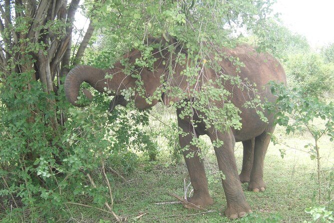 Day Excursions To Udawalawe National Park From Negombo - Who Would Enjoy This Tour?