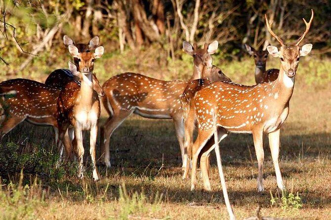 Day Excursions To Udawalawe National Park From Negombo - FAQs