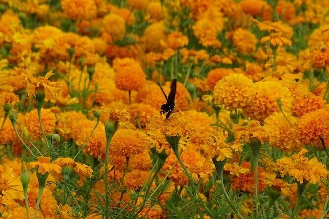 Day of the Dead Tour in Atlixco from Mexico City - Final Thoughts