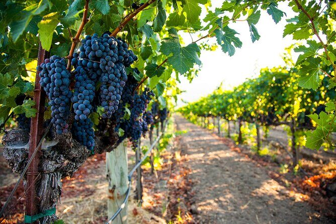 Day Private Russian River Valley Wine Tour from San Francisco - Authentic Feedback from Past Guests