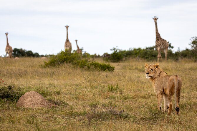Day Safari at Pumba Private Game Reserve - What to Expect from the Tour