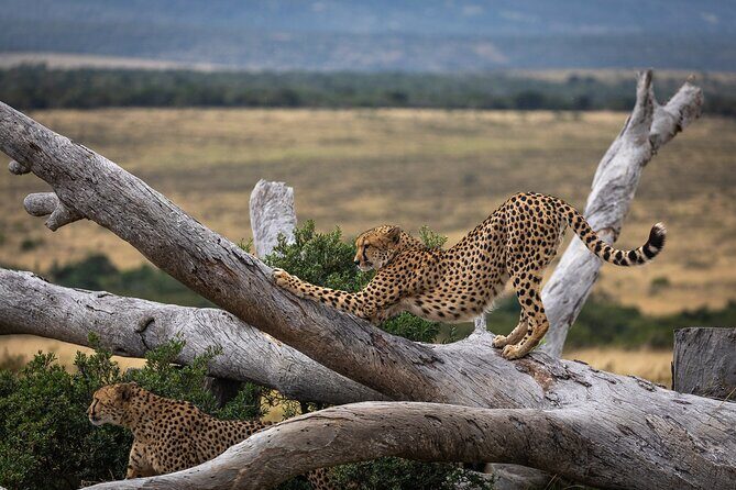 Day Safari at Pumba Private Game Reserve - The Practical Details