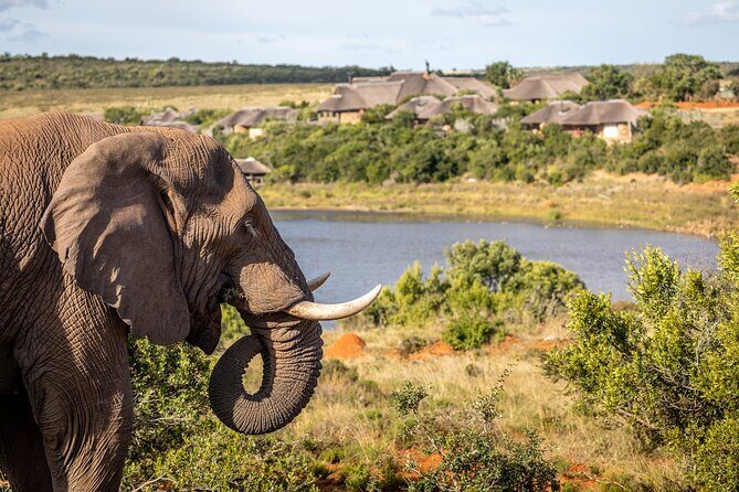 Day Safari at Pumba Private Game Reserve - Value for Money