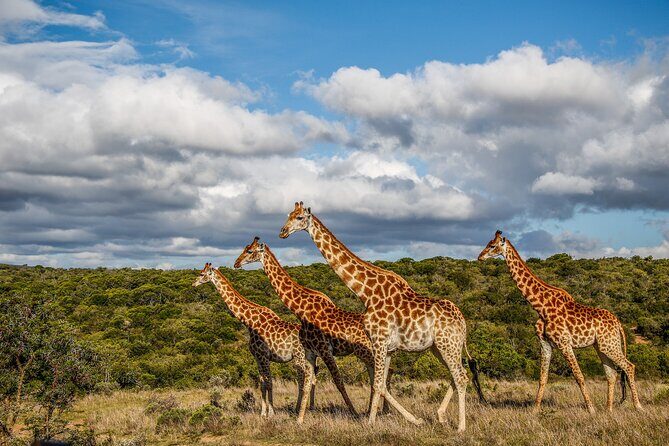 Day Safari at Pumba Private Game Reserve - The Sum Up