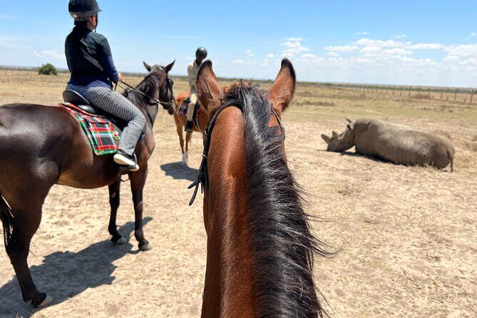 Day safari to Olpejeta Rhino conservancy - A Detailed Look at What to Expect