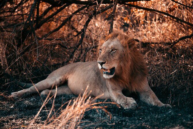 Day Safari Tour to Mikumi National Park - An In-Depth Look at the Mikumi Day Safari Experience