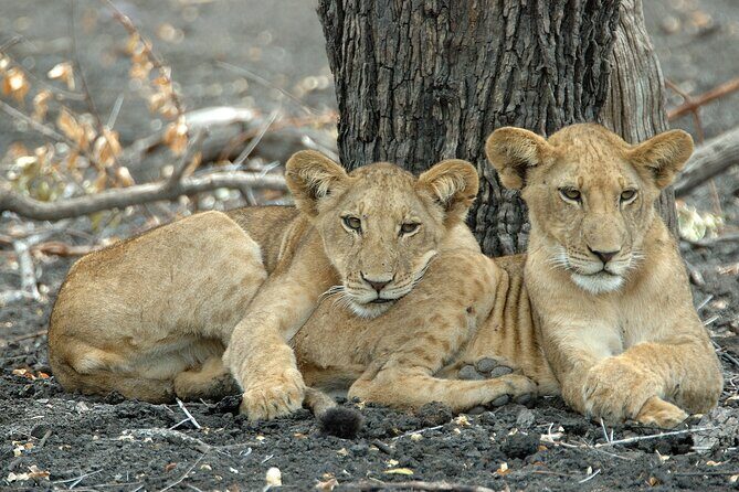 Day Safari tour to Selous Game Reserve from Zanzibar - Key Points