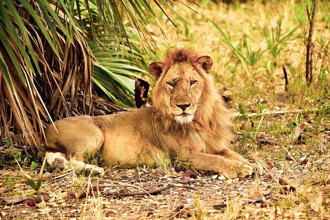Day Safari tour to Selous Game Reserve from Zanzibar - Introduction: What to Expect from This Safari