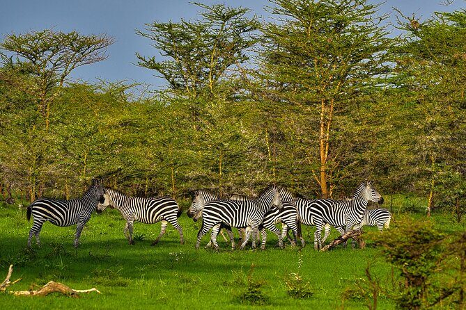 Day Safari tour to Selous Game Reserve from Zanzibar - Transportation and Group Size: Why It Matters