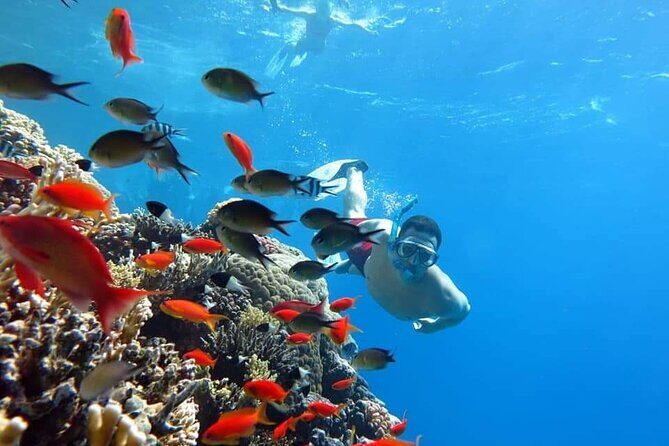 Day Sail to White Island and Ras Mohamed in Sharm El Sheikh - Practical Details & Tips