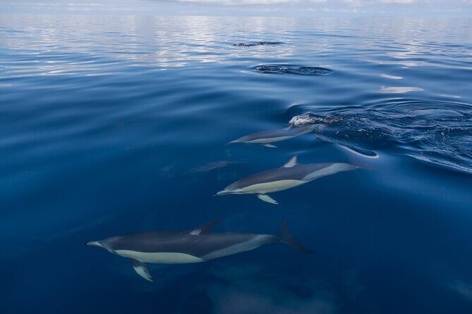 Day sea kayak tour Rangitoto Island - Who Should Consider This Tour?