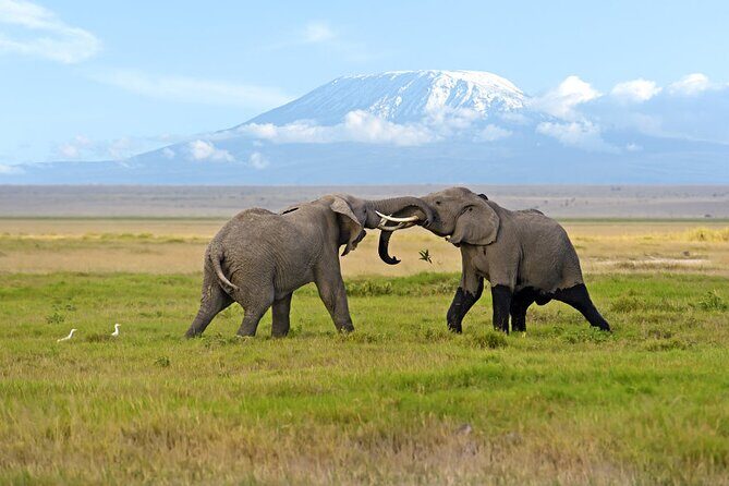 Day Tour - Amboseli National Park From Nairobi - Key Points