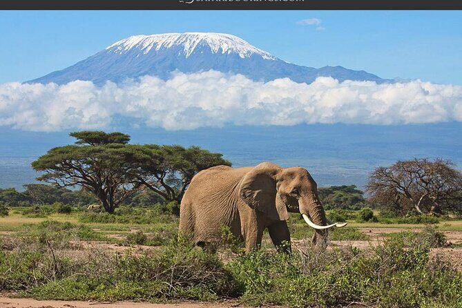 Day Tour - Amboseli National Park From Nairobi - Why Choose a Day Trip to Amboseli?
