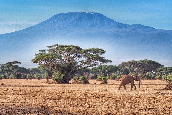 Day Tour - Amboseli National Park From Nairobi - Practical Details and Tips