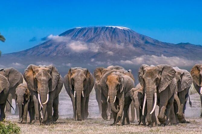 Day Tour - Amboseli National Park From Nairobi - The Sum Up