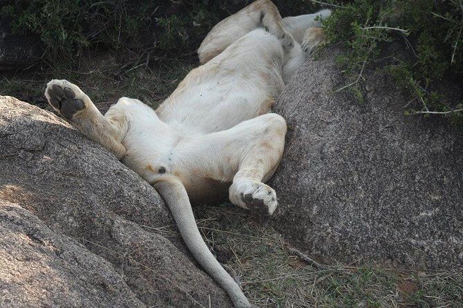 Day Tour Amboseli Park From Nairobi - Key Points