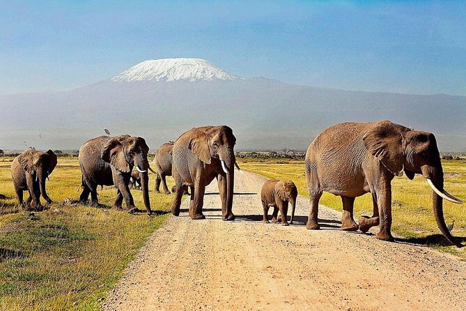 Day Tour Amboseli Park From Nairobi - The Journey to Amboseli: What to Expect