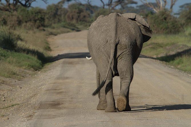 Day Tour Amboseli Park From Nairobi - Who Would Love This Tour?