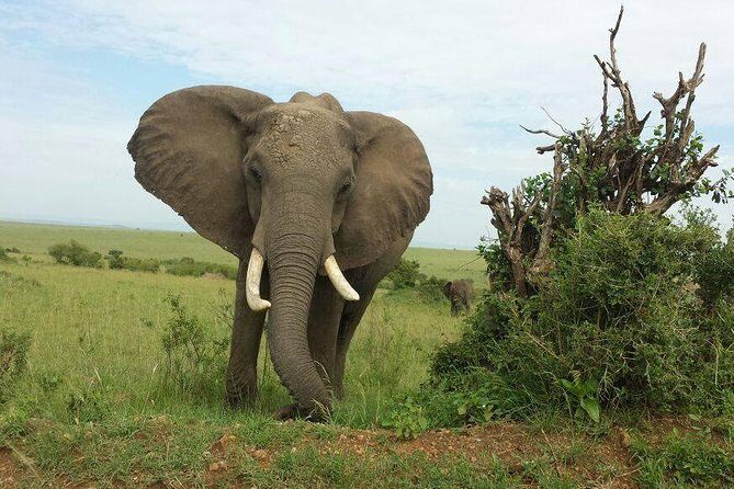 Day Tour Amboseli Park From Nairobi - FAQ