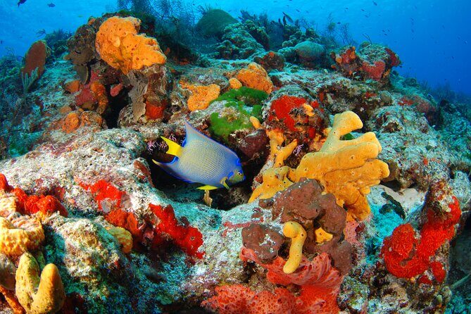 Day Tour at Yalku Inlet and 2 Cenotes From Tulum - Key Points