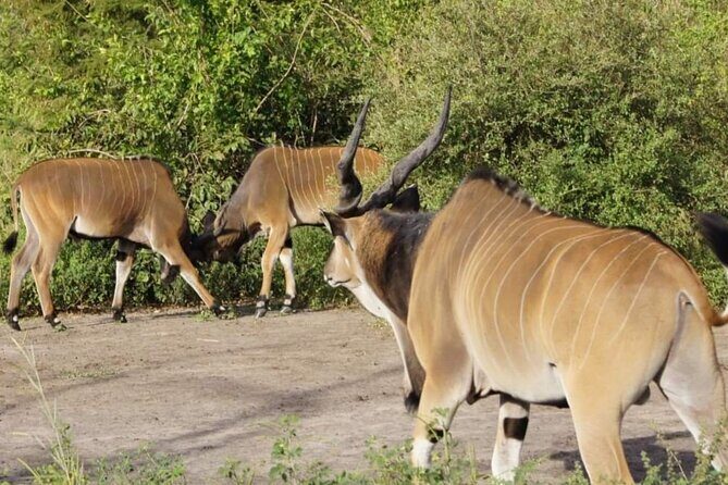 Day Tour Bandia Wildlife Reserve and pink lake - The Itinerary in Detail: What Makes Each Stop Special