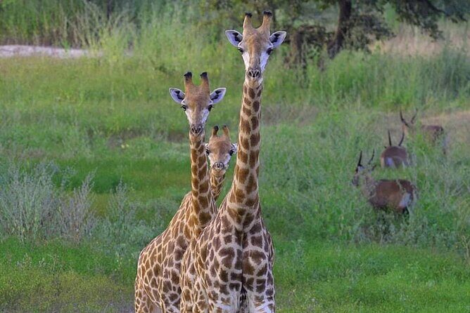 Day Tour Bandia Wildlife Reserve and pink lake - Authentic Insights from Past Travelers