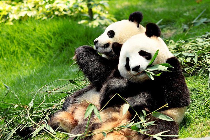 Day Tour: Chengdu Panda Breeding Base and Leshan Giant Buddha - Key Points