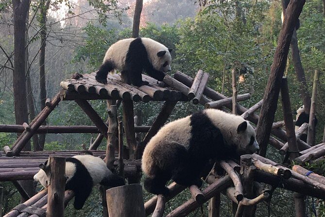 Day Tour: Chengdu Panda Breeding Base and Leshan Giant Buddha - A Closer Look at the Itinerary
