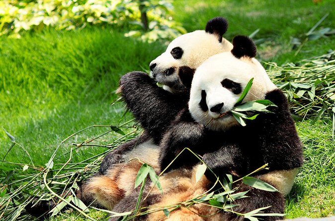 Day Tour: Chengdu Panda Breeding Base and Leshan Giant Buddha - FAQ