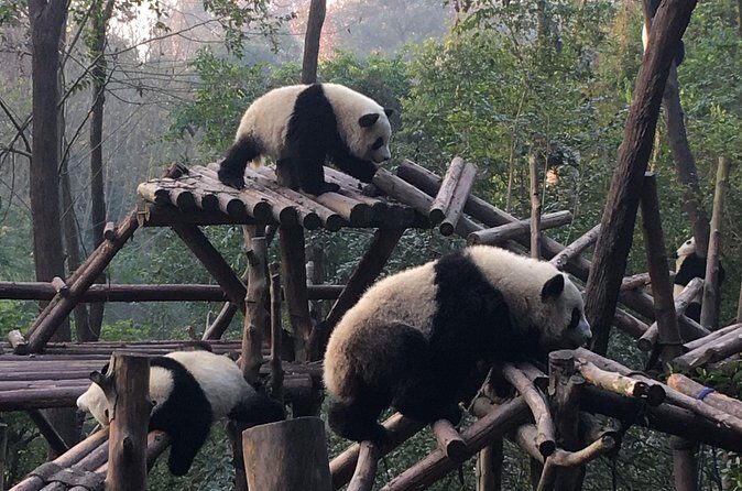 Day Tour: Chengdu Panda Breeding Base and Leshan Giant Buddha - Final Words