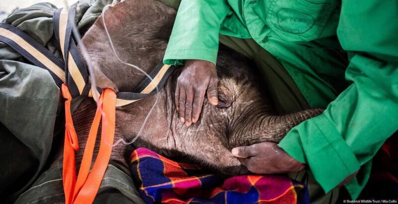 DAY TOUR: DAVID SHELDRICK ELEPHANT TRUST & GIRAFFE CENTER - Key Points