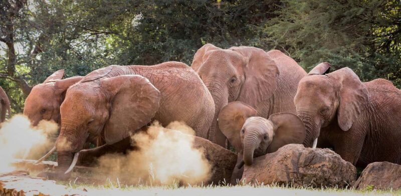 DAY TOUR: DAVID SHELDRICK ELEPHANT TRUST & GIRAFFE CENTER - An Honest Look at the Experience