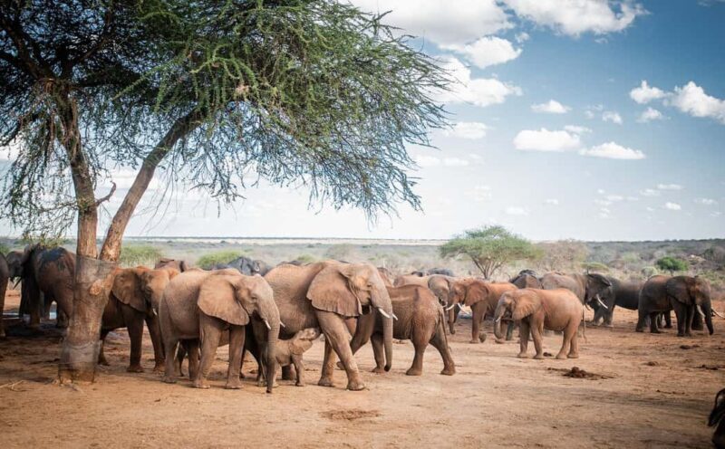 DAY TOUR: DAVID SHELDRICK ELEPHANT TRUST & GIRAFFE CENTER - Final Thoughts
