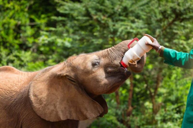 DAY TOUR: DAVID SHELDRICK ELEPHANT TRUST & GIRAFFE CENTER - FAQ