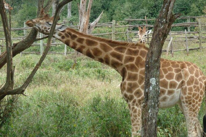 Day Tour Giraffe Center, Karen blixen and Lunch at Carnivore - Final Thoughts: Who Will Love This Tour?