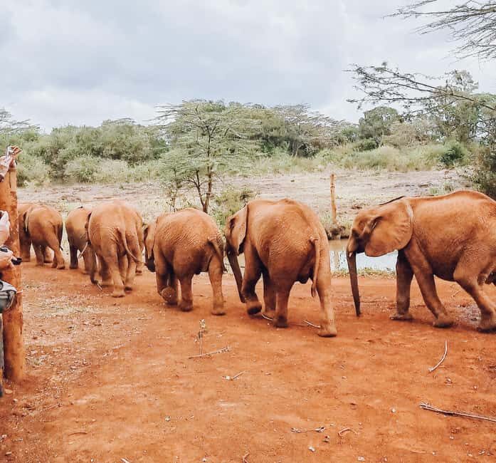 Day Tour: Giraffe Center,Elephant Orphanage& Carnivore Lunch - Lunch at Carnivore Restaurant: A Feast of Prime Meats