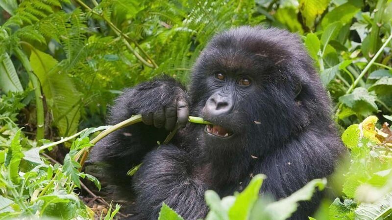 Day tour Gorilla Trekking with Lunch - Key Points