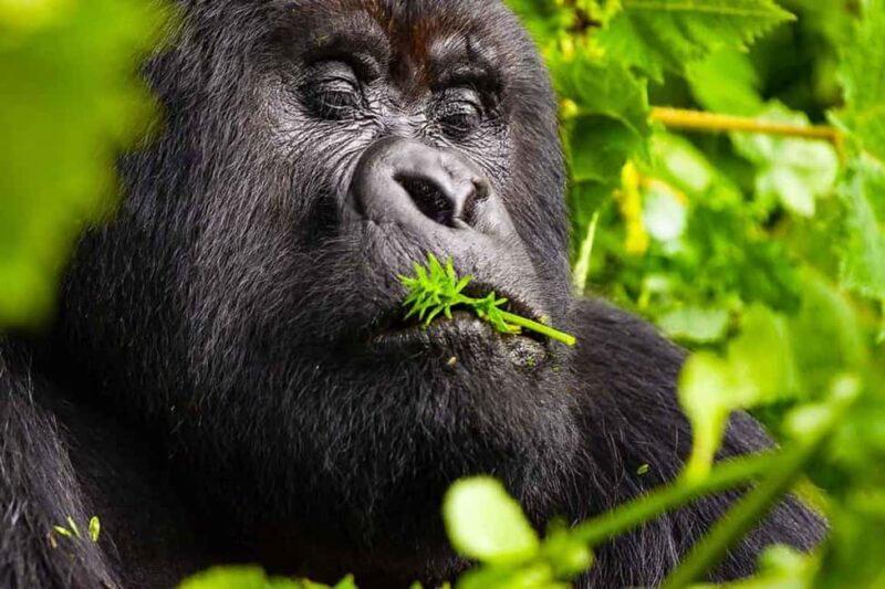 Day tour Gorilla Trekking with Lunch - Practical Tips for a Smooth Experience