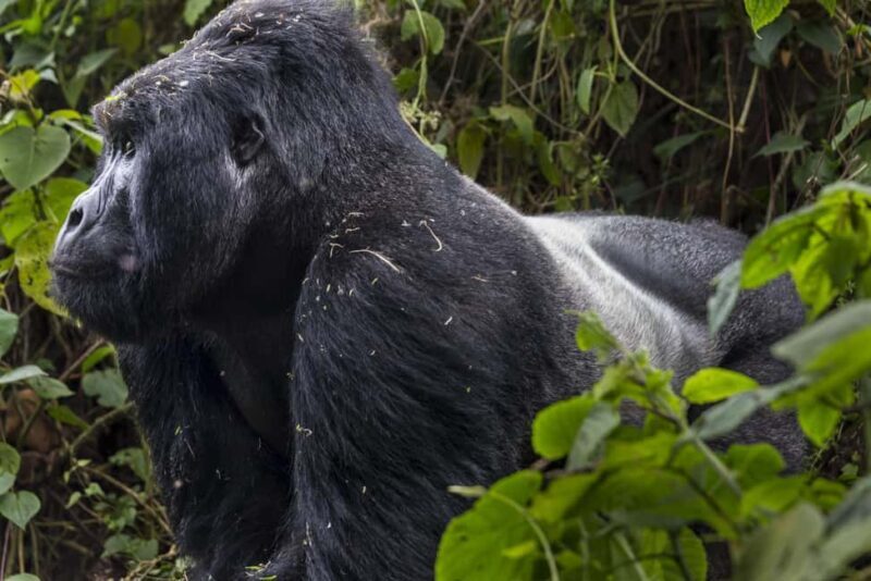 Day tour Gorilla Trekking with Lunch - Who Will Love This Tour?