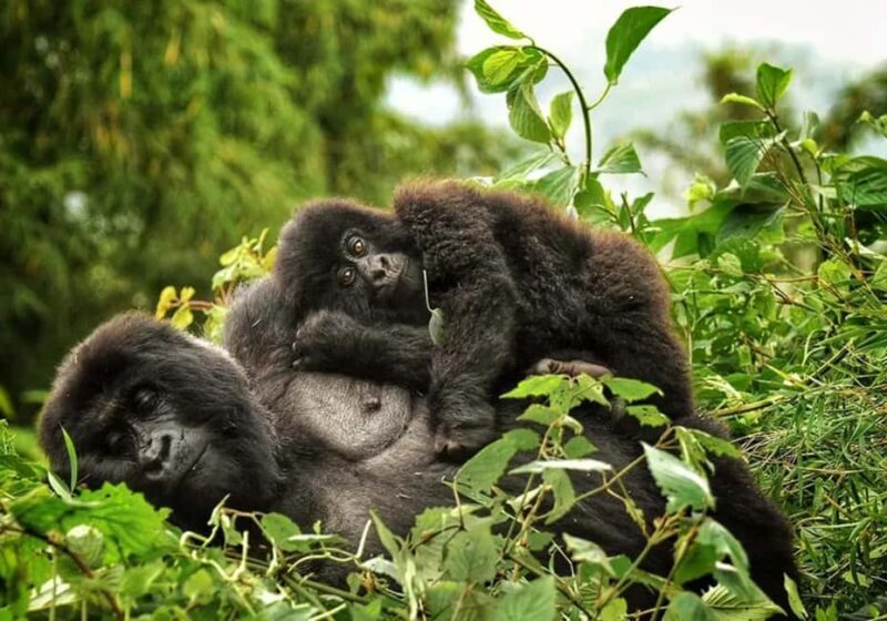 Day tour Gorilla Trekking with Lunch - FAQ